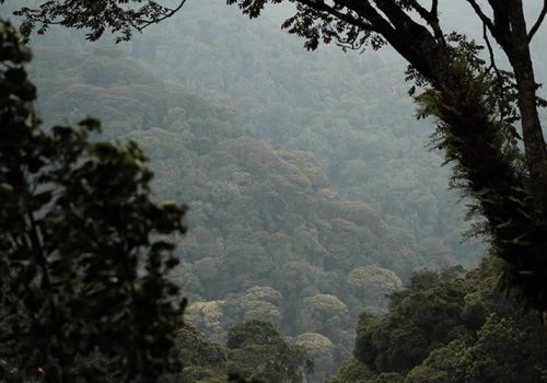 7 Days Nyungwe Forest and Lake Kivu Experience