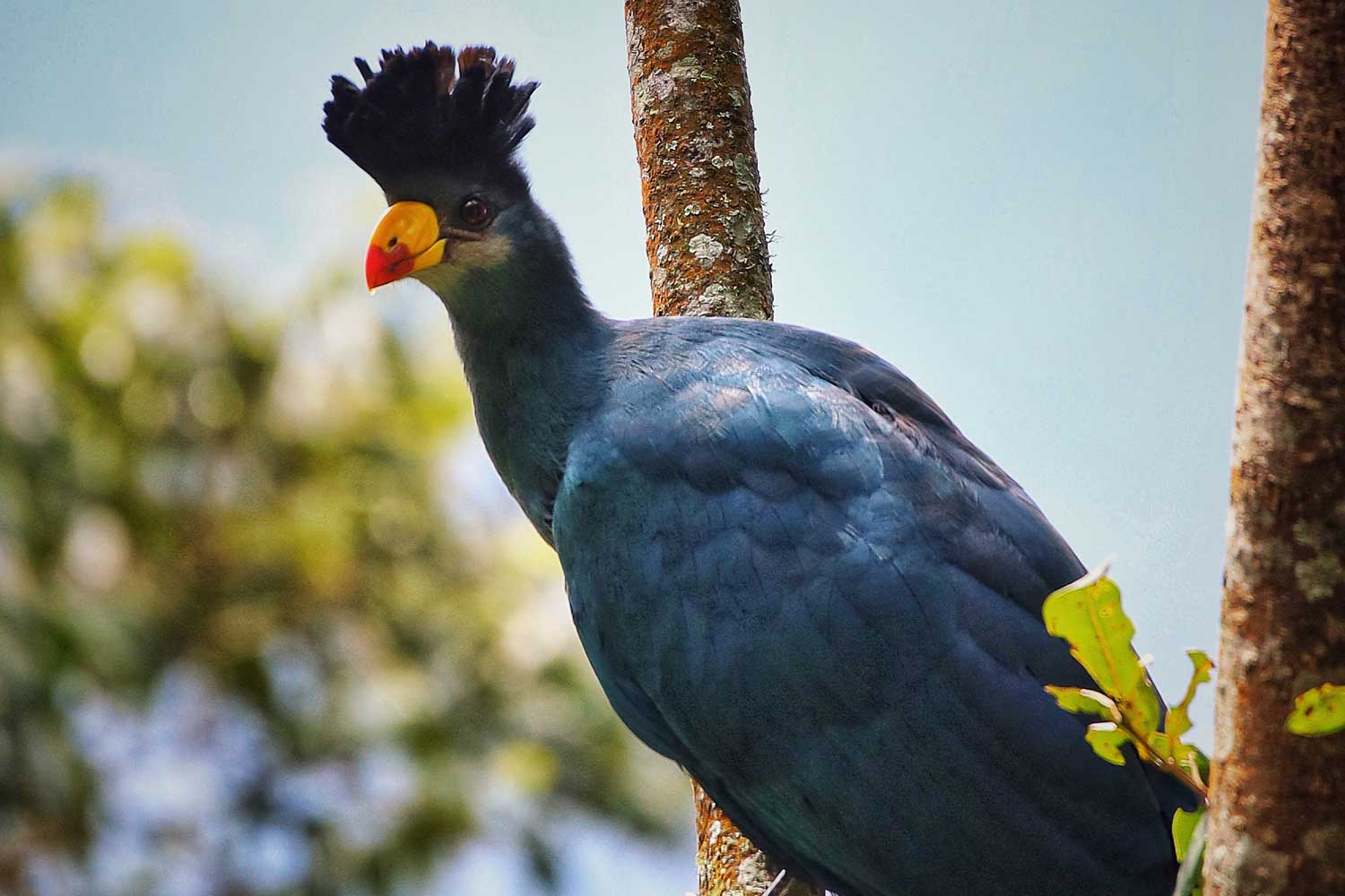 bird-watching-in-uganda